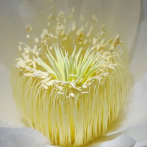 Flor de Pitaya